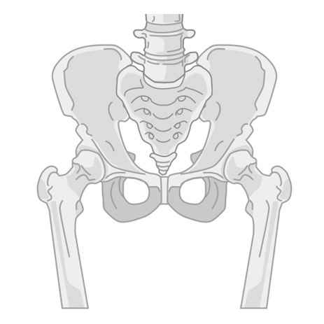 股関節